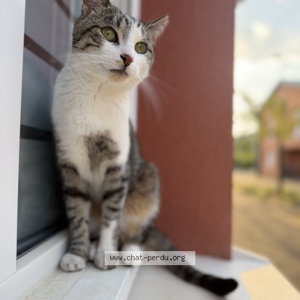 Photo de chat perdu à Beaugency