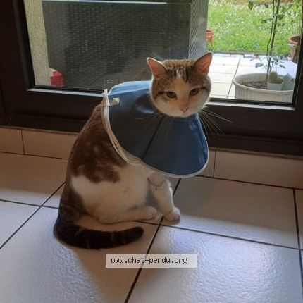 Photo de chat perdu à Bordeaux