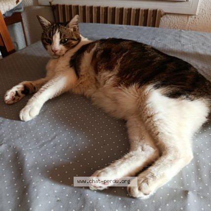 Photo de chat perdu à Marignane