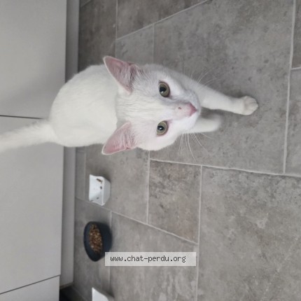 Photo de chat perdu à Grigny Sur Rhone