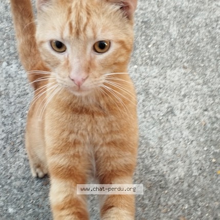 Photo 1/1 Chat trouvé Trouvé à Stains
