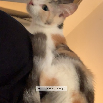 Photo de chat perdu à Pauillac