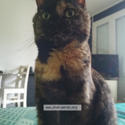 Photo de chat perdu à Pau