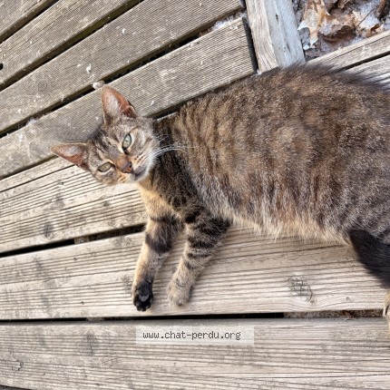 Photo 1/1 Sachy Chat perdu à Les Hauts D Anjou