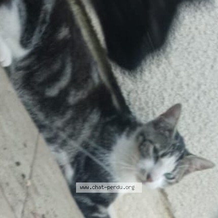 Photo de chat perdu à Pompignac