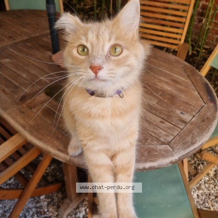 Photo 1/1 Chat retrouvé Perdu à La Garenne Colombes