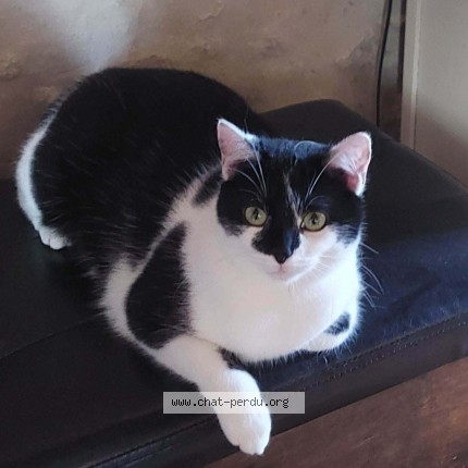 Photo de chat perdu à Durfort Et St Martin De Saussena