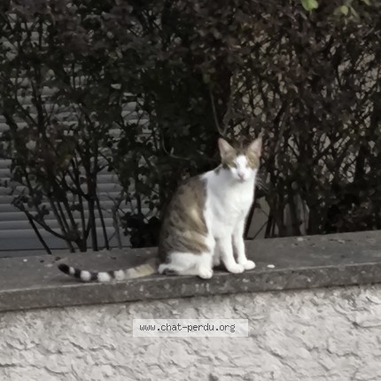 Photo 1/1 Chat trouvé Trouvé à Gentilly