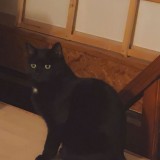 jimmy