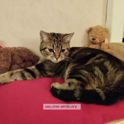 Photo de chat perdu à Draveil