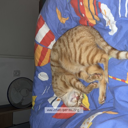 Photo de chat perdu à Gien