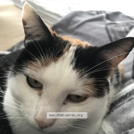 Photo de chat perdu à Fay Les Nemours
