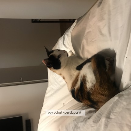 Photo 2/3 nala Chat perdu à Fay Les Nemours