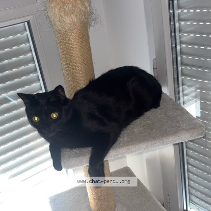 Photo de chat perdu à Rixheim