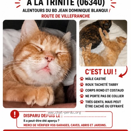 Photo de chat perdu à La Trinite