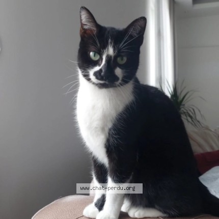 Photo de chat perdu à Reims