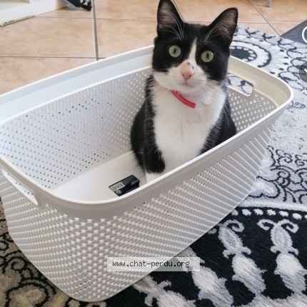 Photo de chat perdu à Chateauneuf En Thymerais