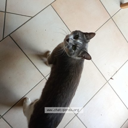 Photo 1/1 Yumi Chat perdu à La Chapelle Heulin