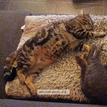 Photo de chat perdu à Longuerue