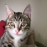 O'Malley