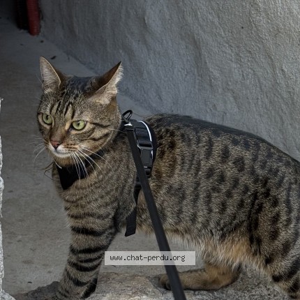 Photo de chat perdu à Cenevieres