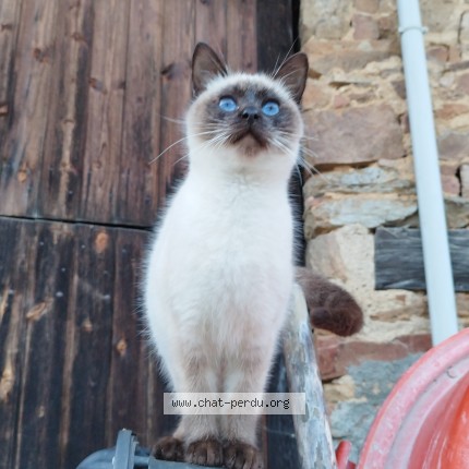 Photo de chat perdu à Saulgond