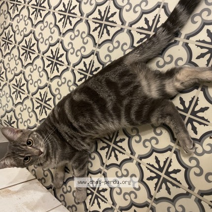 Photo de chat perdu à Blois