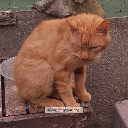 Photo de chat perdu à Mimizan