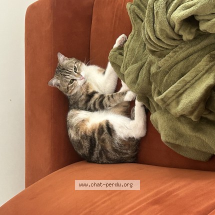 Photo 1/1 Samy Chat perdu à Toulouse