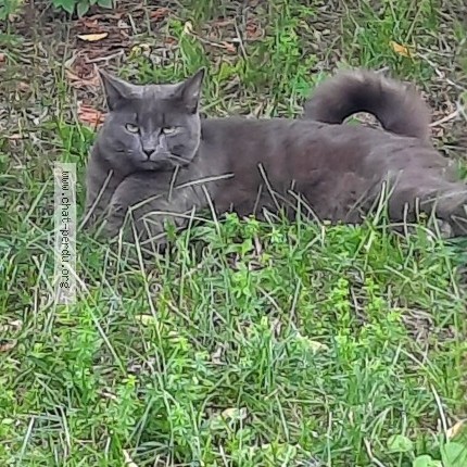 Photo 2/3 Chat trouvé Trouvé à Longueuil