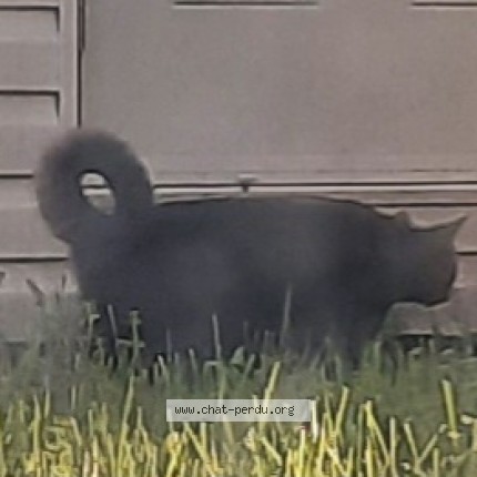 Photo 3/3 Chat trouvé Trouvé à Longueuil
