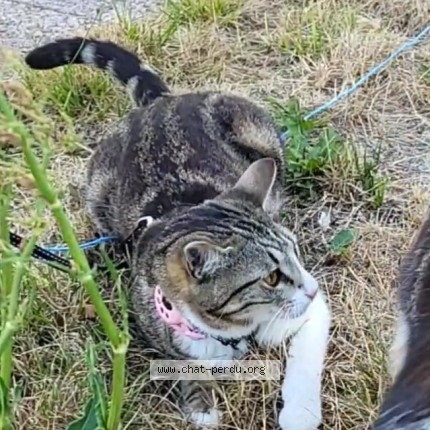 Photo de chat perdu à Ruelisheim