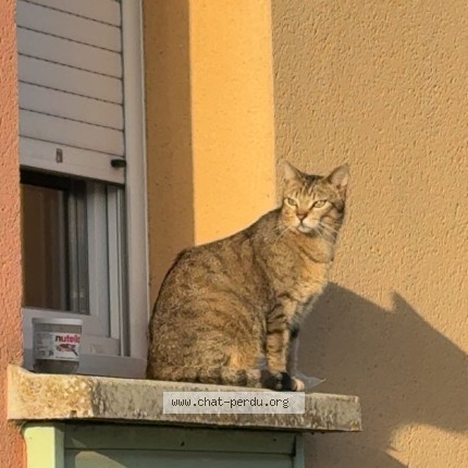 Photo 1/1 Chat retrouvé Perdu à Vouneuil Sous Biard
