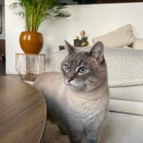 P&eacute;pito