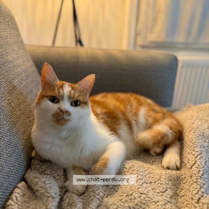 Photo de chat perdu à Lambersart