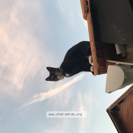 Photo 1/1 torpille Chat perdu à Biscarrosse