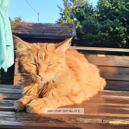 Photo 1/1 Chat trouvé Trouvé à Lancy