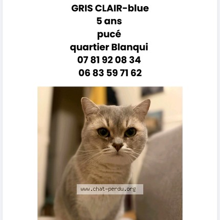 Photo 1/1 sergei Chat perdu à Tours