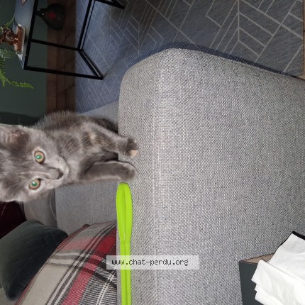 Photo 1/1 Chat trouvé Trouvé à St Lambert La Potherie