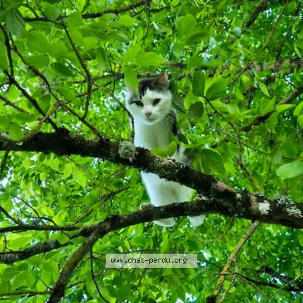 Photo de chat perdu à Tournon D Agenais