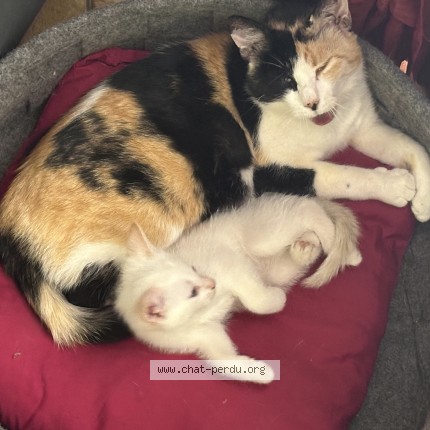 Photo de chat perdu à Mende