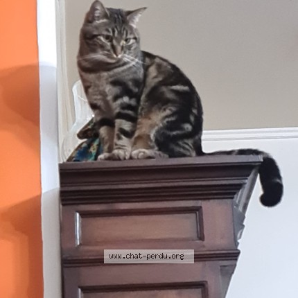 Photo 1/1 Tigrette Chat perdu à Paris