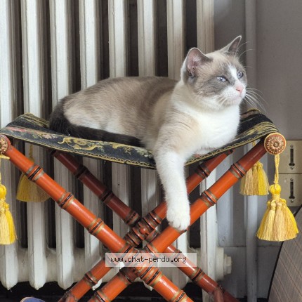 Photo 1/1 Chat retrouvé Perdu à Merignac