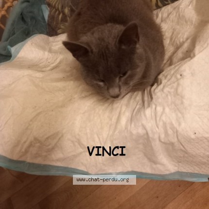 Photo 1/1 VINCI Chat perdu à Bellac