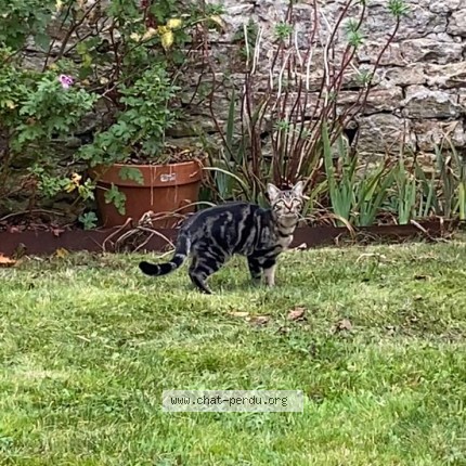 Photo de chat perdu à Vannes