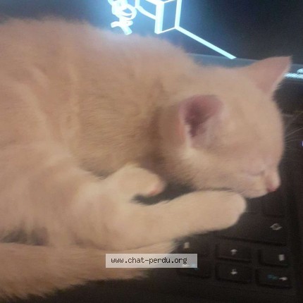 Photo de chat perdu à Trappes