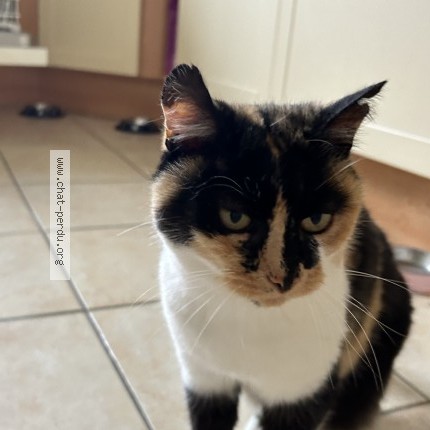 Photo de chat perdu à Montfort Sur Meu