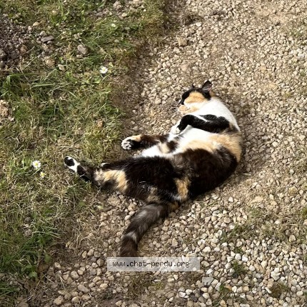 Photo 2/2 minette Chat perdu à Montfort Sur Meu
