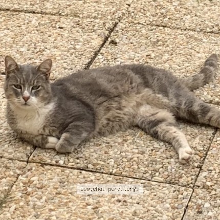 Photo de chat perdu à Saint Martin Le Noeud