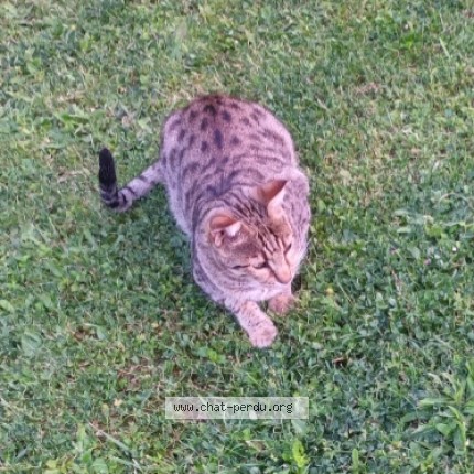 Photo de chat perdu à Montmorency